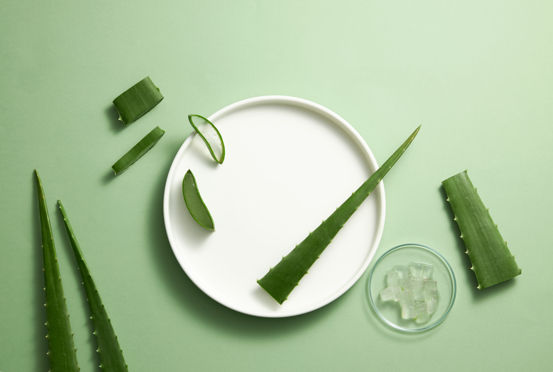 Aloe Vera für die Haut: Natürlich, vielseitig und beliebt